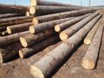 Smrča Trupci za pilanje | Meko drvo | Trupci / balvani | TRANS-WOOD