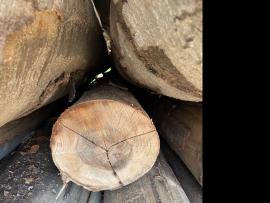 Bukva Trupci za furnir |  Tvrdo drvo | Trupci / balvani | SF WOOD, s. r. o.