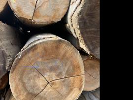 Bukva Trupci za furnir |  Tvrdo drvo | Trupci / balvani | SF WOOD, s. r. o.