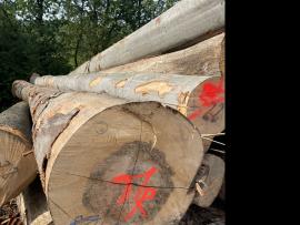 Bukva Trupci za furnir |  Tvrdo drvo | Trupci / balvani | SF WOOD, s. r. o.