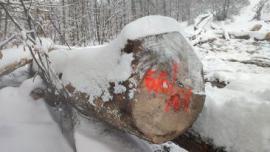 Javor Trupci za pilanje |  Tvrdo drvo | Trupci / balvani | Gazdovské lesy-Vyšná Rybnica poz. spol.