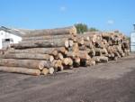 Bukva   |  Tvrdo drvo | Trupci / balvani | LKW-Brennholz