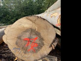 Bukva Trupci za furnir |  Tvrdo drvo | Trupci / balvani | SF WOOD, s. r. o.