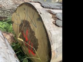 Bukva Trupci za furnir |  Tvrdo drvo | Trupci / balvani | SF WOOD, s. r. o.