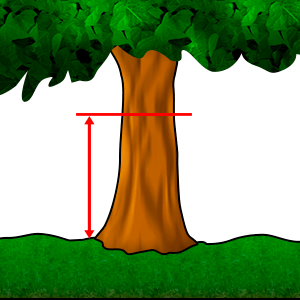 Merenje - Prečnik u visini prsa #1