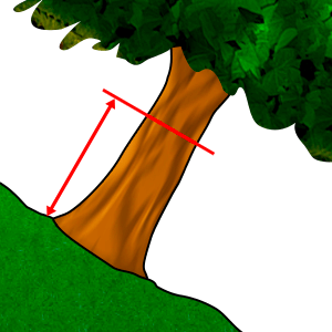 Merenje - Prečnik u visini prsa #2